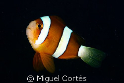Clown fish. Mabul Island. by Miguel Cortés 